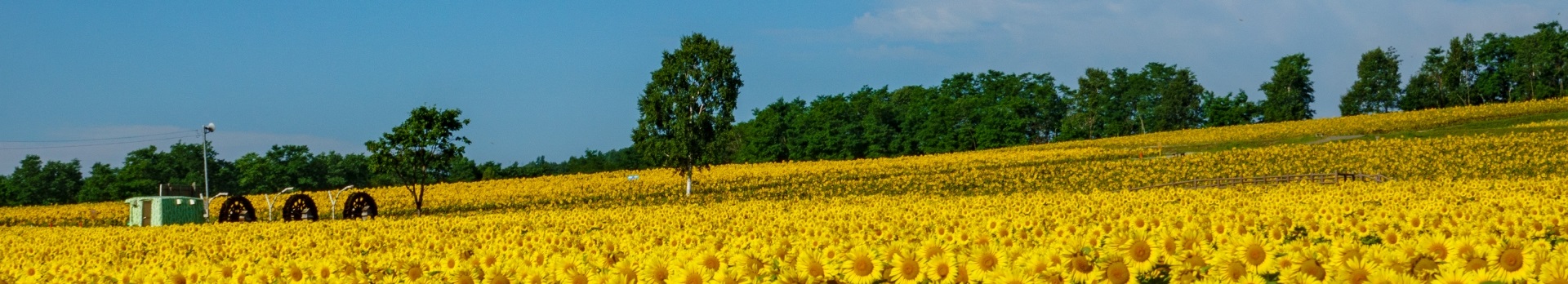ひまわり畑